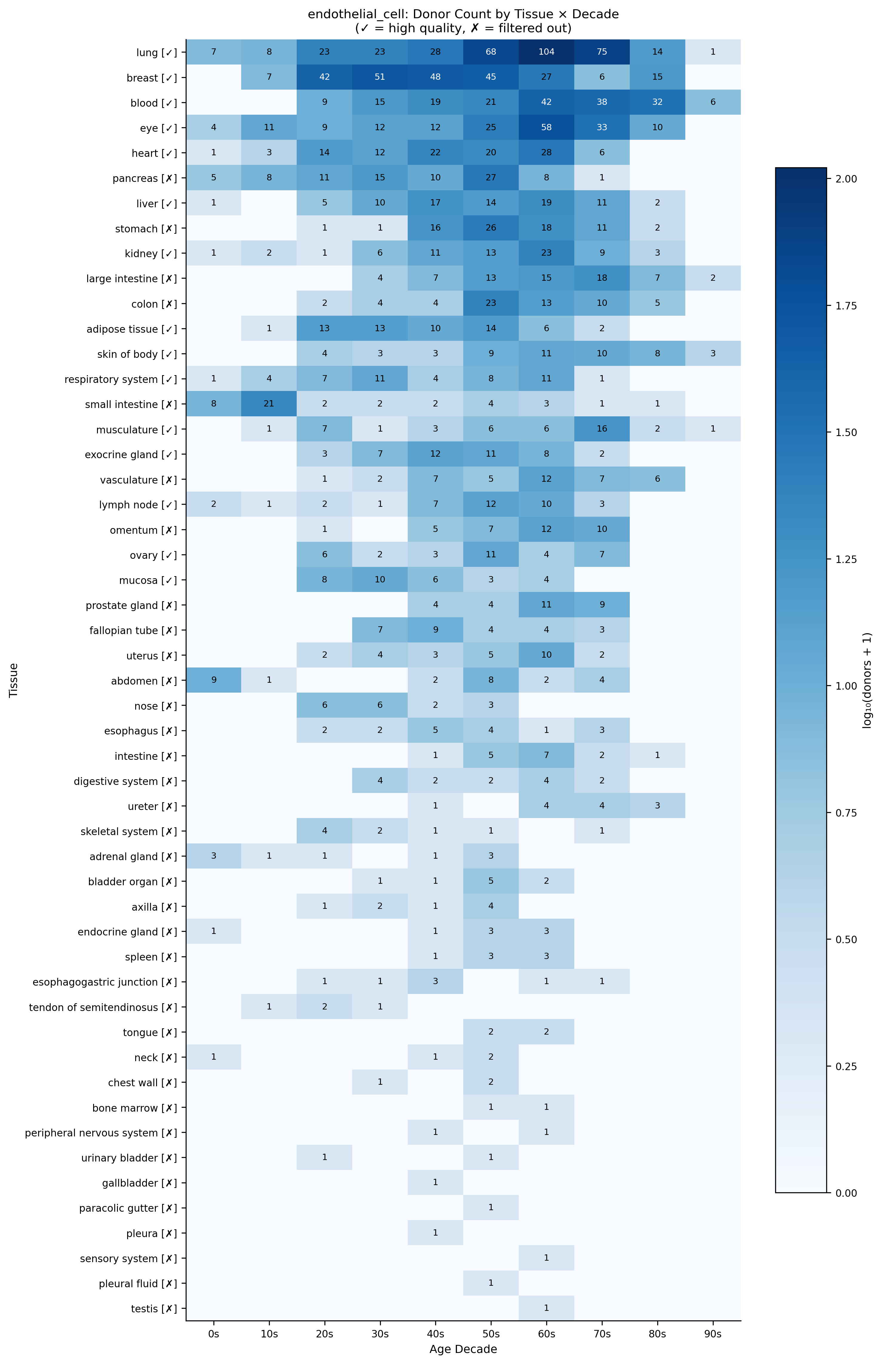 Endothelial Coverage